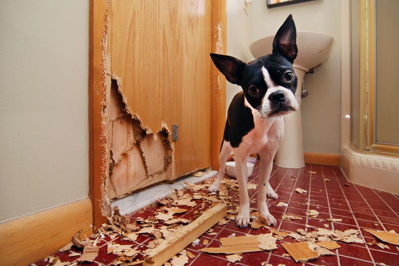 Privat - Haftpflichtschaden